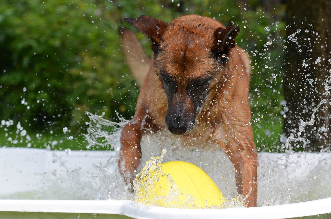 The Loyal Traits of Belgian Malinois